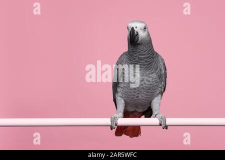 Gabun afrikanischer grauer Papagei auf einem rosafarbenen Hintergrund mit Platz für die Kopie von vorne gesehen Stockfoto