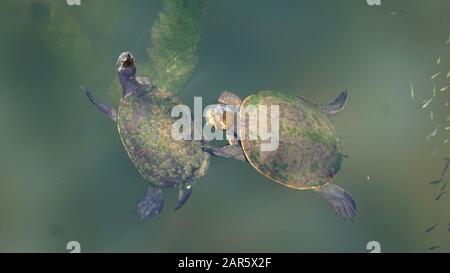 Süßwasserschildkröten (Kreffs River Turtle) schwimmen im Fluss Stockfoto