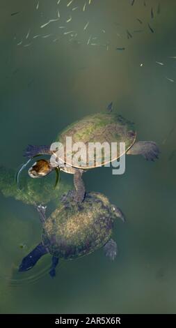 Süßwasserschildkröten (Kreffs River Turtle) schwimmen im Fluss Stockfoto