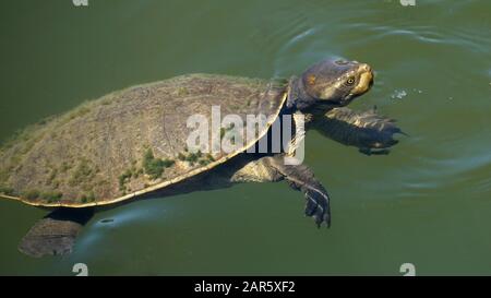 Süßwasserschildkröten (Kreffs River Turtle) schwimmen im Fluss Stockfoto