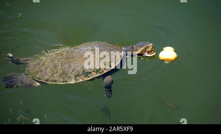 Süßwasserschildkröten (Kreffs River Turtle) schwimmen im Fluss Stockfoto