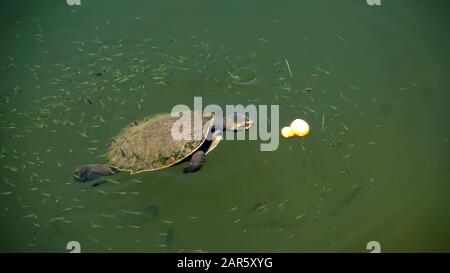 Süßwasserschildkröten (Kreffs River Turtle) schwimmen im Fluss Stockfoto