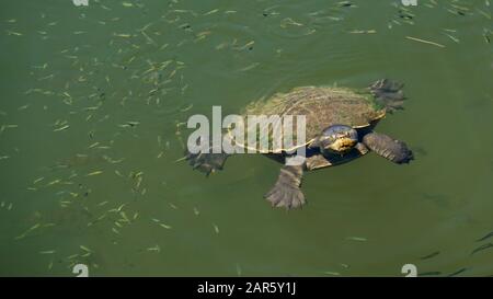 Süßwasserschildkröten (Kreffs River Turtle) schwimmen im Fluss Stockfoto