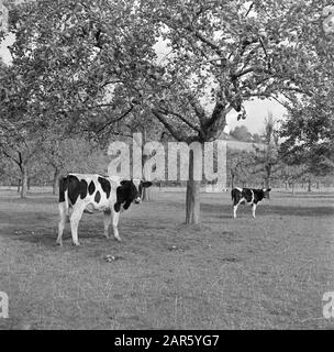 Zuid-Limburger Kühe auf der Wiese unter apfelbäumen Datum: 1. September 1952 Standort: Huthem, Limburger, Niederlande Stichwörter: Obstgärten, Kühe, Wiesen Stockfoto