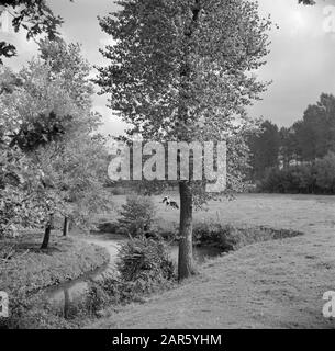 Zuid-Limburger Kühe auf einer Wiese im Geuldal bei Schin op Geul Datum: 1. September 1952 Standort: Limburger, Niederlande, Schin op Geul Stichwörter: Bäche, Kühe, Landschaften Stockfoto