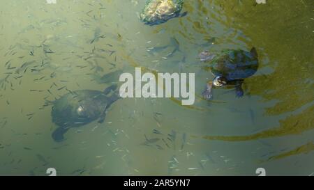 Süßwasserschildkröten (Kreffs River Turtle) schwimmen im Fluss Stockfoto