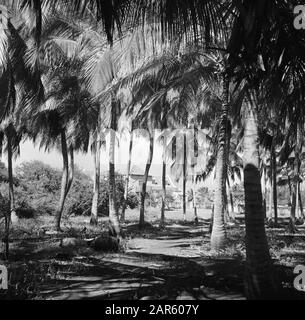 Reise nach Suriname und zu den niederländischen Antillen Kokospalmen auf der Plantage San Juan von Harry Maal auf Curaçao Anmerkung: Die Plantage San Juan (Klein Sint Joris) befindet sich noch in Familienbesitz Datum: 1947 Ort: Curaçao Schlüsselwörter: Kokosnüsse, Palmen, Plantagen Stockfoto