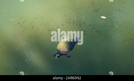 Süßwasserschildkröten (Kreffs River Turtle) schwimmen im Fluss Stockfoto