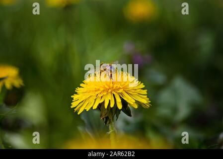 Eine Biene bestäubt im Garten eine gelbe Löwenblume Stockfoto