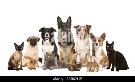 Große Gruppe verschiedener Haustiere, Hunde, Katzen, rabits und Meerschweinchen Stockfoto