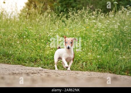 Der kleine Jack Russell Terrier, ihr Pelz, das aus dem Schwimmen im Fluss nass ist, spazieren auf der staubigen Straße auf dem Land, hohes Gras mit Wiesenblumenhintergrund Stockfoto