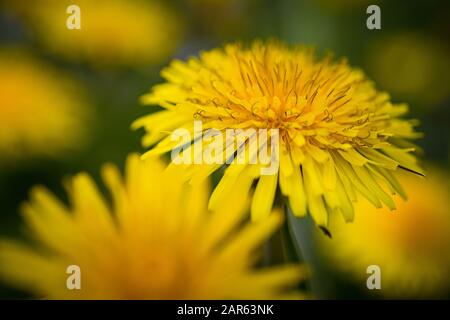 Nahaufnahme der blühenden gelben Löwenblume (Taraxacum officinale) im Frühling. Stockfoto