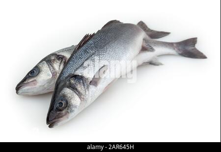 Meerbässe isoliert auf weißem Hintergrund mit Beschneidungspfad Stockfoto