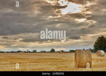 Abbildung: Strohrollen in einem Feld. Stockfoto