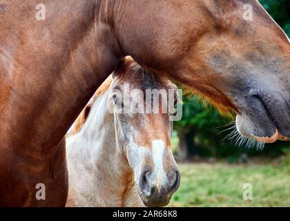 Bild von Fohlen unter dem Kinn vor dem Mutterpferd. Stockfoto