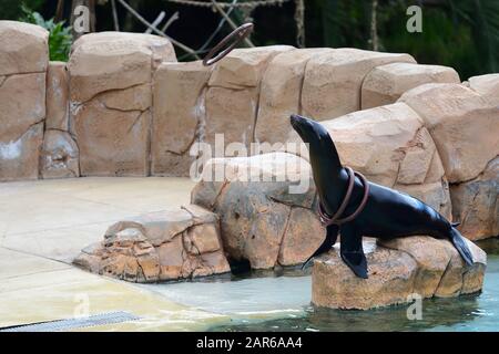 Nahaufnahme von Seelöwen (zalophus californianus) fang Bänder in Seelöwen-show Stockfoto