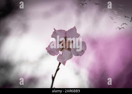 Rosafarbene Mandelbaumblüten, gegen einen verschwommenen weißen blauen Himmel, eine prächtige Frühlingsblüte. Frühlingsrand oder Hintergrundkunst mit rosafarbener Blüte, Stockfoto