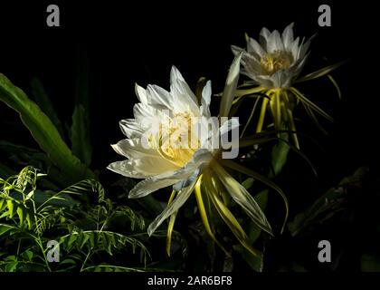 Drachenfruchtblume (Hylocereus sp), auch pitahaya oder pitaya genannt. Stockfoto