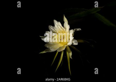 Drachenfruchtblume (Hylocereus sp), auch pitahaya oder pitaya genannt. Stockfoto