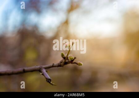 Rosafarbene Mandelbaumblüten, gegen einen verschwommenen weißen blauen Himmel, eine prächtige Frühlingsblüte. Frühlingsrand oder Hintergrundkunst mit rosafarbener Blüte, Stockfoto