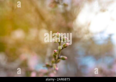 Rosafarbene Mandelbaumblüten, gegen einen verschwommenen weißen blauen Himmel, eine prächtige Frühlingsblüte. Frühlingsrand oder Hintergrundkunst mit rosafarbener Blüte, Stockfoto