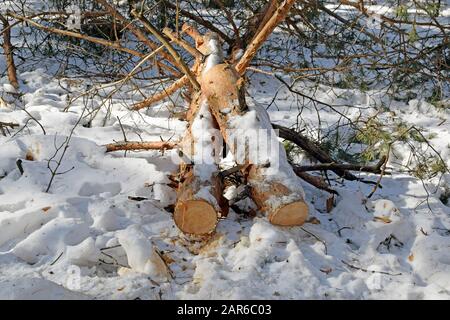 Sägebäumchen in einem Kiefernwald schneiden. Gesägter Baumstamm im Schnee. Brennholz im Winter ernten. Stockfoto