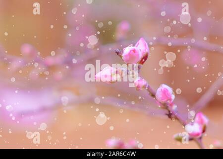 Rosafarbene Mandelbaumblüten, gegen einen verschwommenen weißen blauen Himmel, eine prächtige Frühlingsblüte. Frühlingsrand oder Hintergrundkunst mit rosafarbener Blüte, Stockfoto