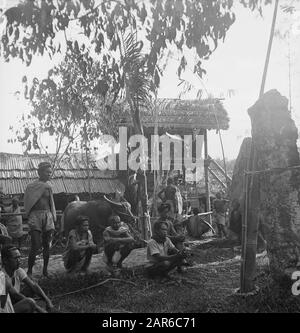 Training Infantry Depot KNIL Rantepao (Celebes) [Einheimischer mit Wasserbüffel] Anmerkung: Männer sehen einen Bambus an, an dem ein Ring am Boden hängt. Der Pfosten ist wieder an ein großes Steindatum gebunden: 4. November 1948 Ort: Indonesien, Niederländische Ostindien Stockfoto