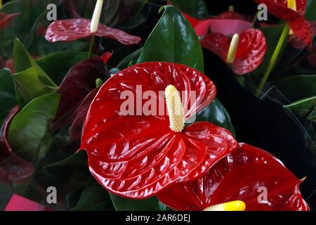 Anthurium mit Innenblumen. Rote Anthuriblüten schließen sich. Blühende Pflanzen zu Hause. Stockfoto