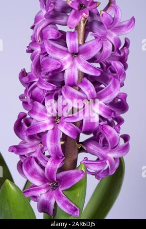 Lila rosa Blume einer Topfblume aus Hyazinthe "Purple Sensation" (Hyacinthus orientalis) für die Weihnachtsfarbe der Hausfrau Stockfoto