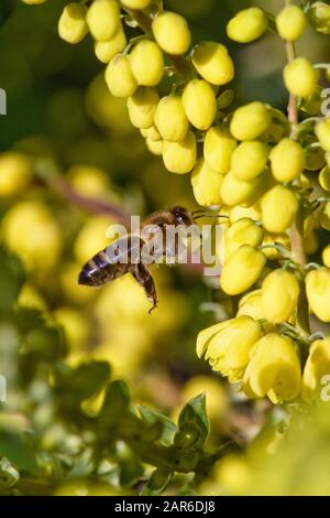 Honigbiene (Apis mellifera), die an einem schönen Weihnachtstag im mittleren Winter, Berkshire, Dezember, auf gelben Mahonia 'Winter Sun' Blumen fliegen Stockfoto