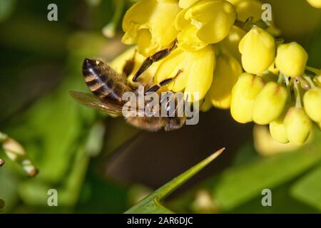 Honigbiene (Apis mellifera), die auf gelben Mahonia "Winter Sun" Blumen an einem schönen Weihnachtstag im mittleren Winter, Berkshire, Dezember Stockfoto