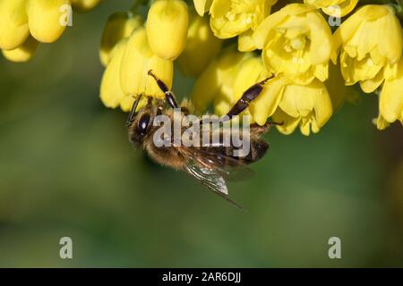 Honigbiene (Apis mellifera), die auf gelben Mahonia "Winter Sun" Blumen an einem schönen Weihnachtstag im mittleren Winter, Berkshire, Dezember Stockfoto