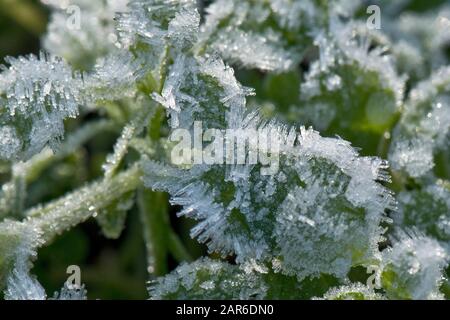 Lange Kristalle von Rime oder horrendem Frost, die auf der Oberfläche kleiner krautiger Pflanzen an einem kalten Frostmorgen im Januar, Berkshire, forsten Stockfoto