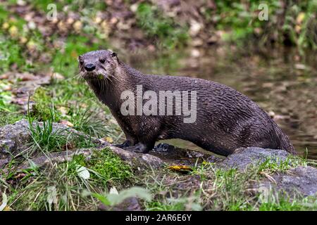 Der nordamerikanische Fluss Otter (Lontra canadensis) Stockfoto