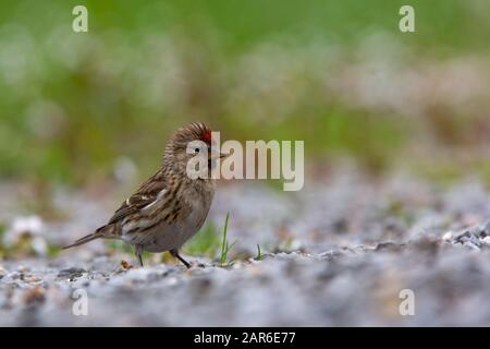 Gemein Redpoll [ Carduelis flammea ] auf der Schottereinfahrt mit im Hintergrund nicht fokussischem Gras Stockfoto