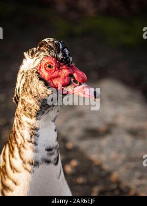 Die Moskauer Ente (Cairina moschata) Stockfoto