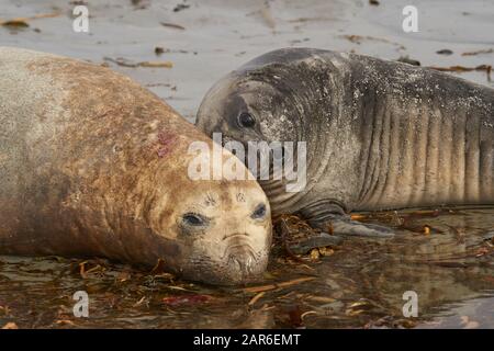 Weibliche Southern Elephant Seal (Mirounga leonina) mit ihrem Pfusch an einem Strand auf Sea Lion Island auf den Falklandinseln. Stockfoto