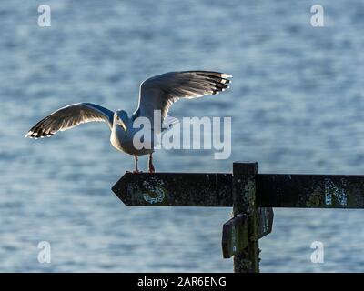 Die Gemeine Möwe (Larus canus), die auf EINEM Barsch siedelt Stockfoto