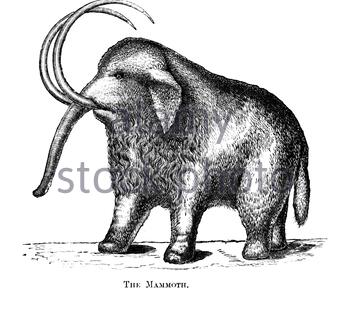 Mammut, Vintage-Illustration aus dem Jahr 1886 Stockfoto