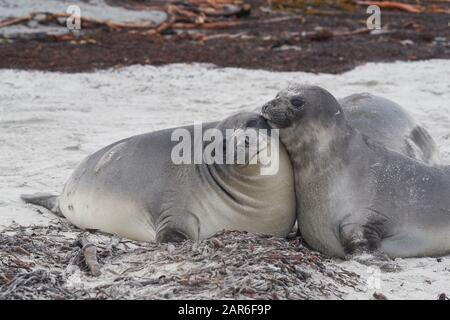 Südliche Elefantenversiegelpuppen (Mirounga leonina) an der Küste von Sea Lion Island auf den Falklandinseln. Stockfoto