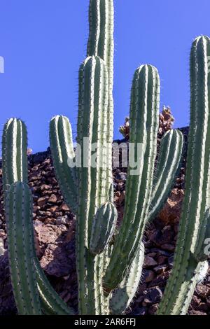 Kaktus in Jardin de Cactus von Cesar Manrique auf der kanareninsel Lanzarote, Spanien Stockfoto