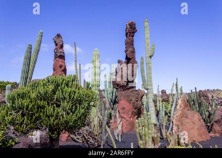 Verschiedene Arten von Kakteen und Lavapfeilern in Jardin de Cactus von Cesar Manrique auf der kanareninsel Lanzarote, Spanien Stockfoto