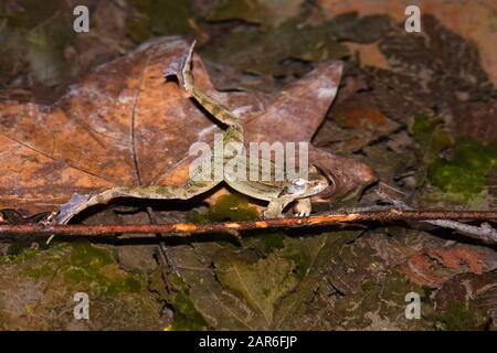 Männliches Exemplar des italienischen agilen Frosches (Rana latastei) während der Brutzeit am Ende des Winters Stockfoto