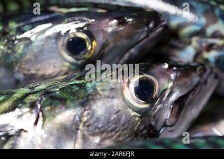 Details zu frischen Makrelenköpfen und Augen, Scomber scombrus, die an Stab und Linie vom Ufer aus gefangen wurden. Makrele sind ein öliger Fisch und eine Quelle von Stockfoto