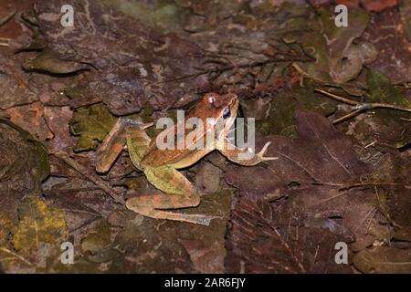 Männliches Exemplar des italienischen agilen Frosches (Rana latastei) während der Brutzeit am Ende des Winters Stockfoto