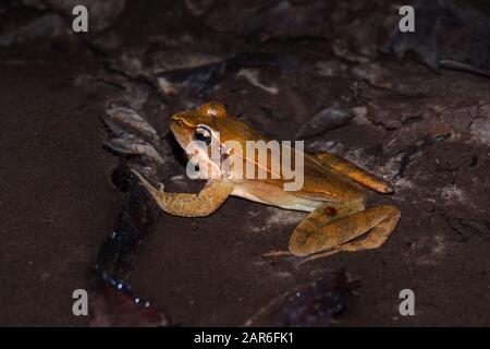 Männliches Exemplar des italienischen agilen Frosches (Rana latastei) während der Brutzeit am Ende des Winters Stockfoto