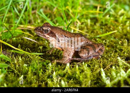 Männliches Exemplar des italienischen agilen Frosches (Rana latastei) während der Brutzeit am Ende des Winters Stockfoto