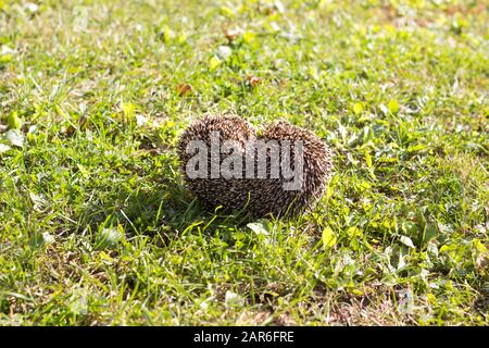 Der oben gewellte Igel liegt auf einem grünen Rasen. Stockfoto