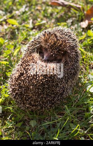 Der in einen Ball gerollte Igel liegt auf einem grünen Rasen. Igelschlange im Vordergrund sichtbar. Stockfoto